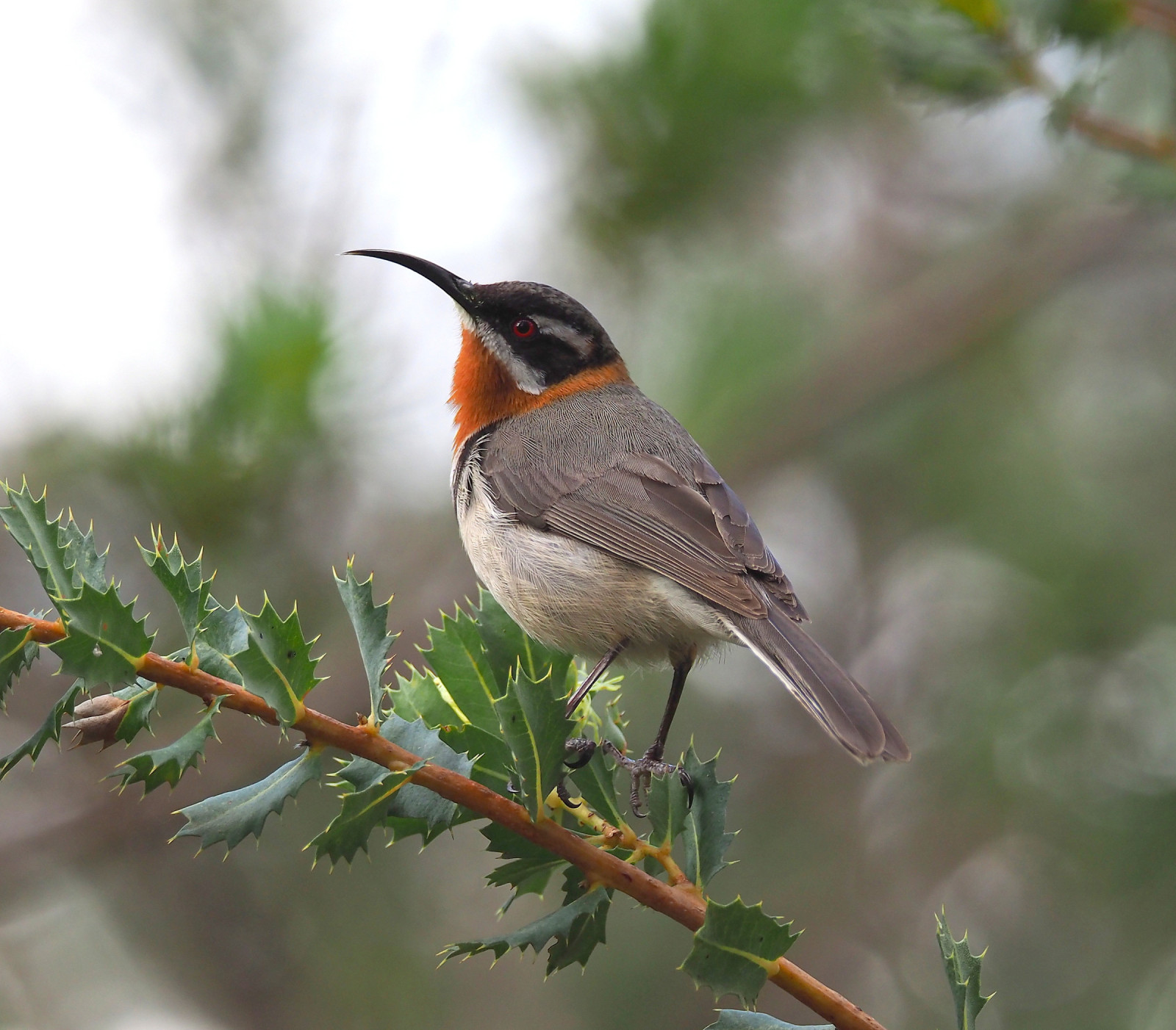 image Western Spinebill
